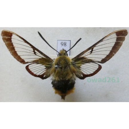 Hemaris fuciformis (Linnaeus, 1758) Fruczak bujankowiec Czech98